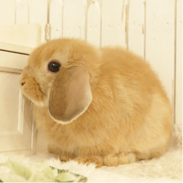 animal_image