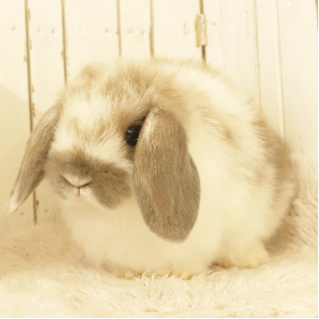 animal_image