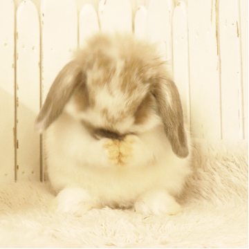 animal_image