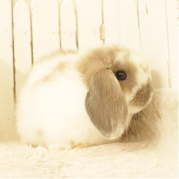animal_image