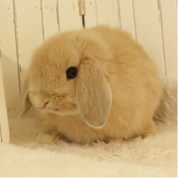 animal_image