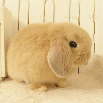 animal_image