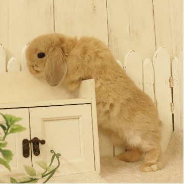 animal_image