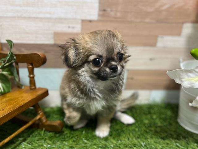 animal_image