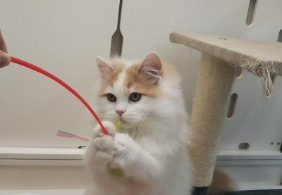 animal_image