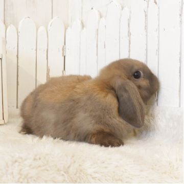 animal_image