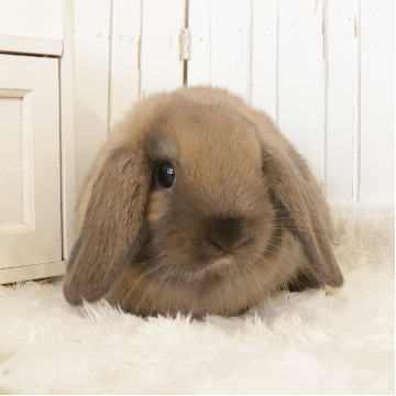 animal_image
