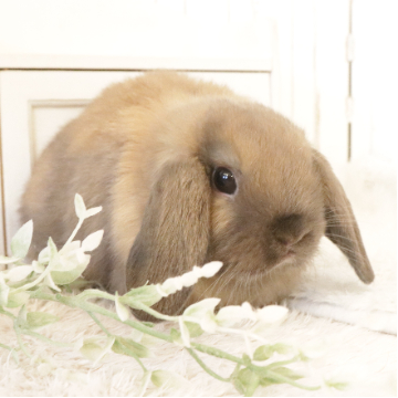 animal_image