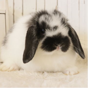 animal_image