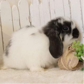 animal_image