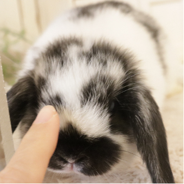 animal_image