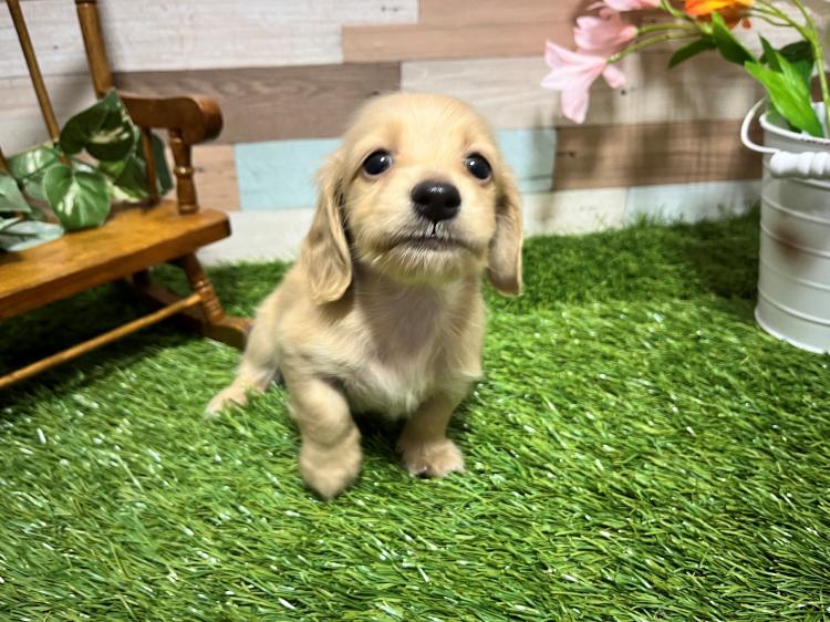 ワンニャンハウス 岐阜柳津店のミニチュア ・ダックスフンドの詳細