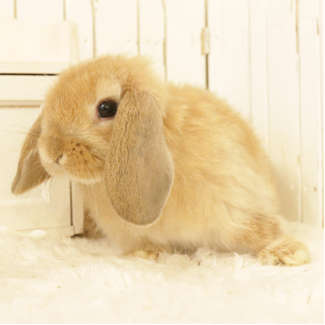 animal_image
