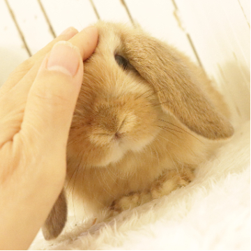 animal_image