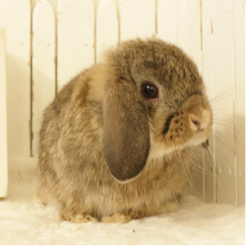 animal_image