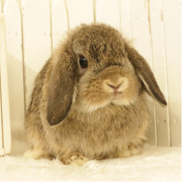 animal_image