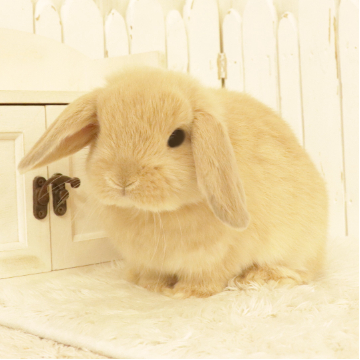 animal_image