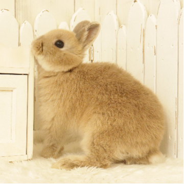 animal_image