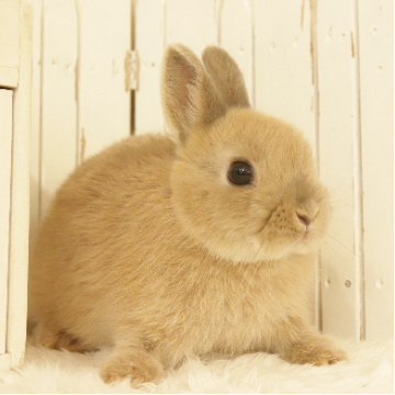 animal_image