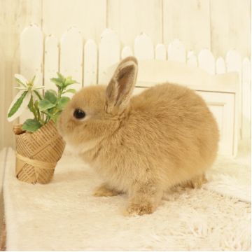 animal_image