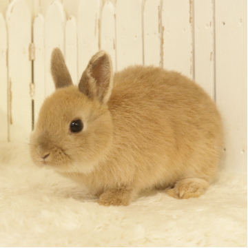animal_image