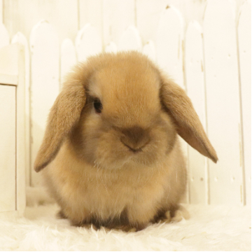 animal_image
