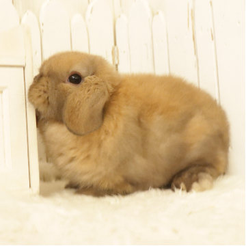 animal_image