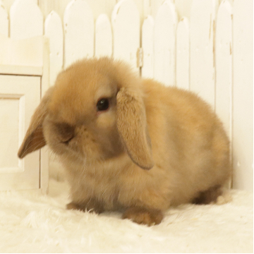 animal_image