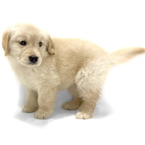 animal_image