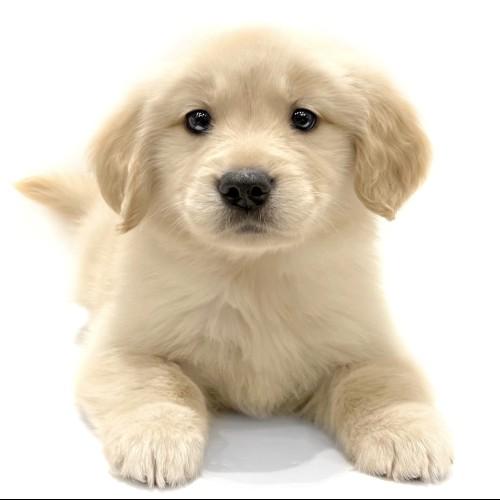 animal_image