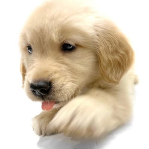 animal_image