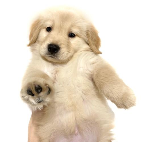 animal_image