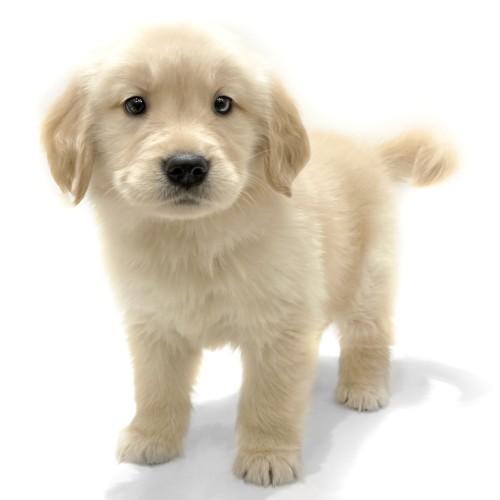 animal_image