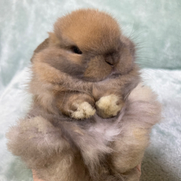 animal_image