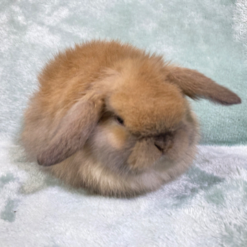 animal_image