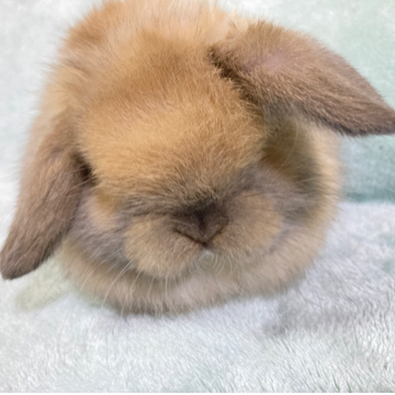 animal_image