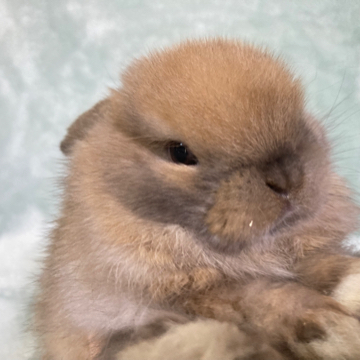 animal_image