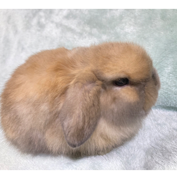 animal_image