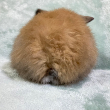 animal_image