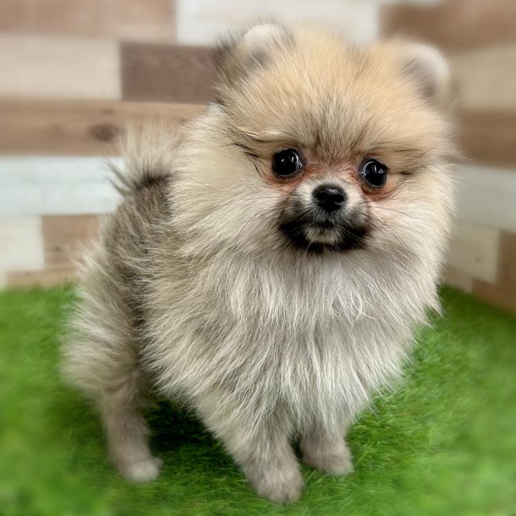 animal_image