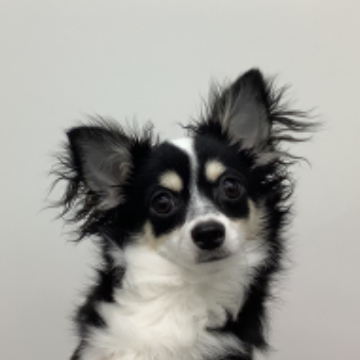 animal_image