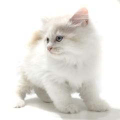 animal_image