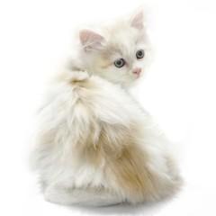 animal_image