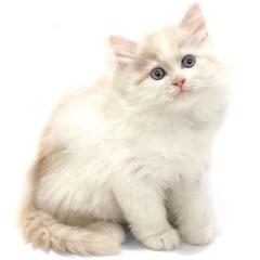 animal_image