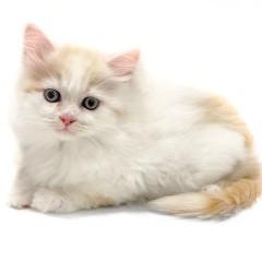 animal_image
