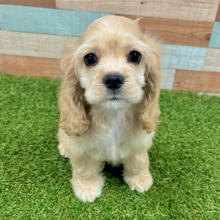 ワンニャンハウス ディオワールド 草津店のアメリカン・コッカー