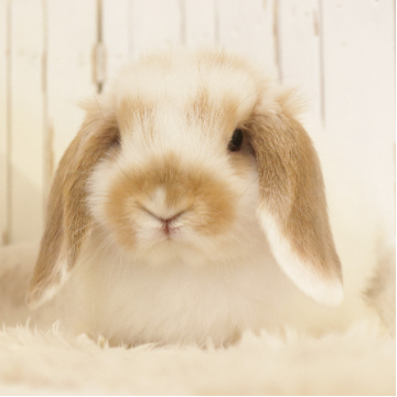 animal_image