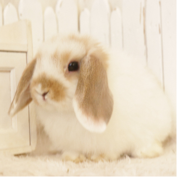 animal_image