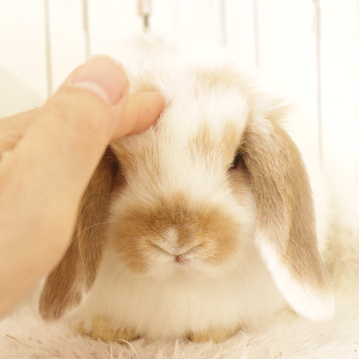 animal_image