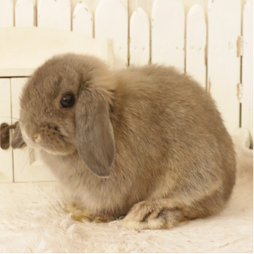 animal_image